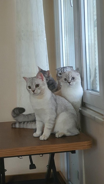 Free Cat Scott photo and picture