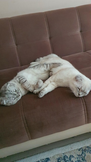 Free Cats Animals photo and picture