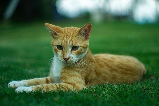 Free Cat Animal photo and picture