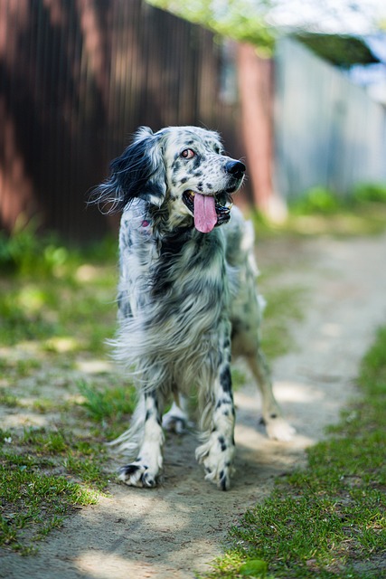 Perro Setter Inglés Perros De - Foto gratis en Pixabay - Pixabay