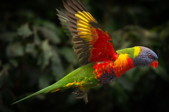 Regenboog Lori, Aviaire, Groene Veren