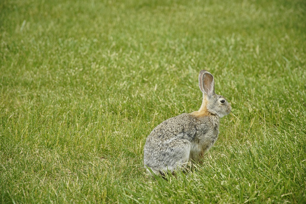 9,000+ Free Jack Rabbit & Rabbit Images - Pixabay