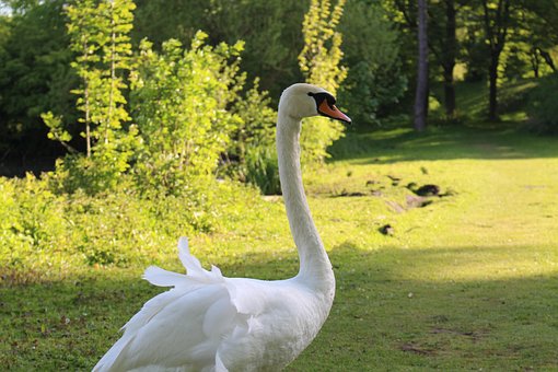 Swan, Die Natur, Vogel, Tier, Gefieder