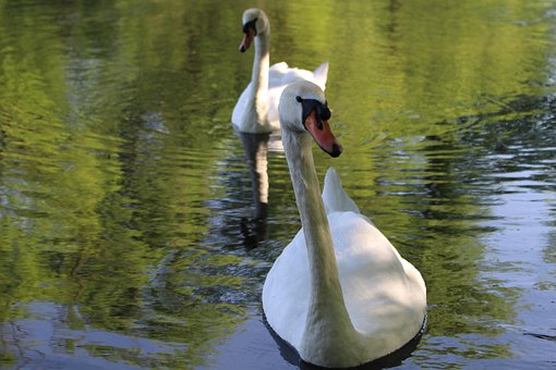 Swan, Schwäne, Vögel, Lake, Die Natur