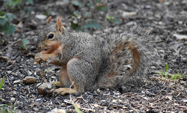 Free Squirrel Animal photo and picture