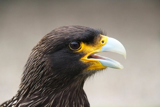Malvinas Caracara, Pájaro, Animal