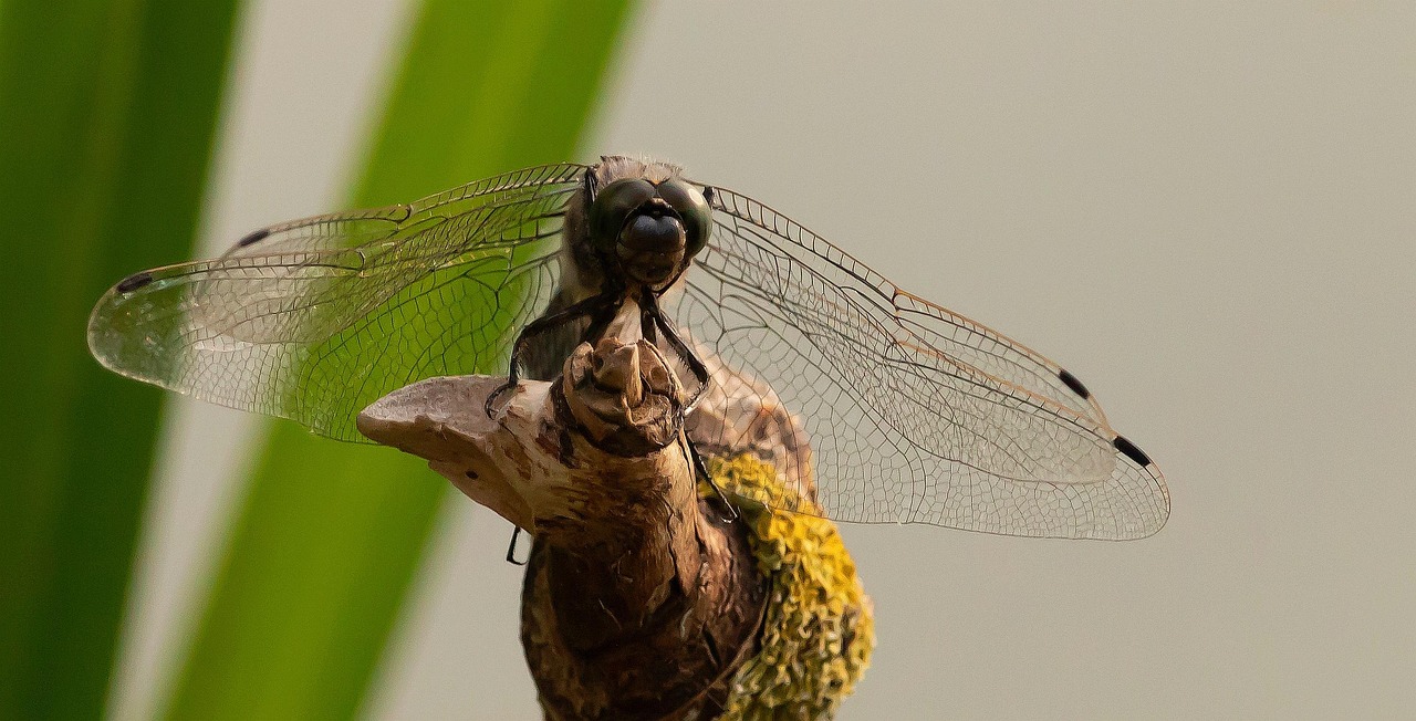 Dragonfly Insect Nature - Free photo on Pixabay - Pixabay
