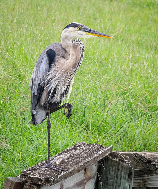Reiher, Canon R6 Mit Rf 800-Mm-Objektiv