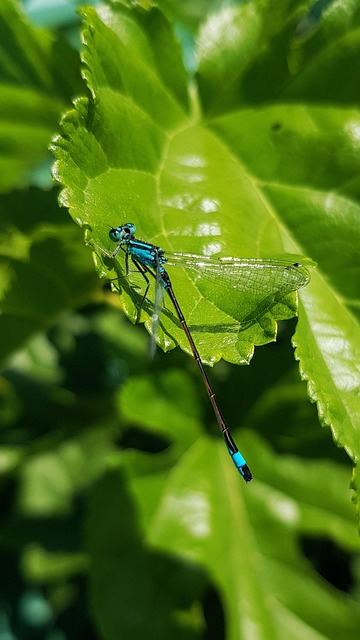 Free Nature Wings photo and picture