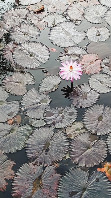 Blomst, Natur, Vann, Utendørs, Anlegg