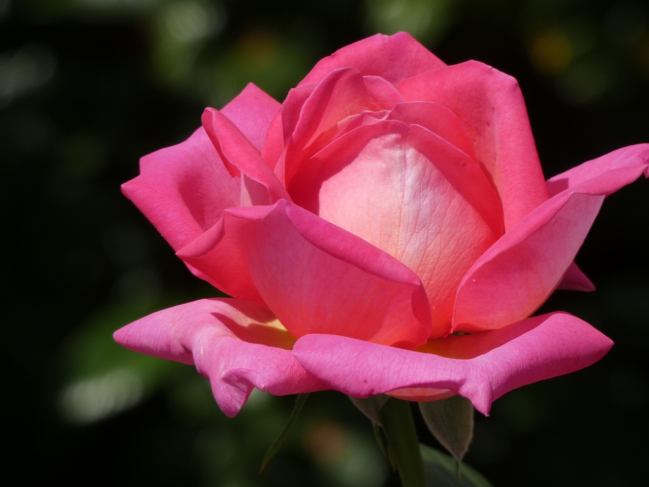 Rose Fleur - Photo gratuite sur Pixabay