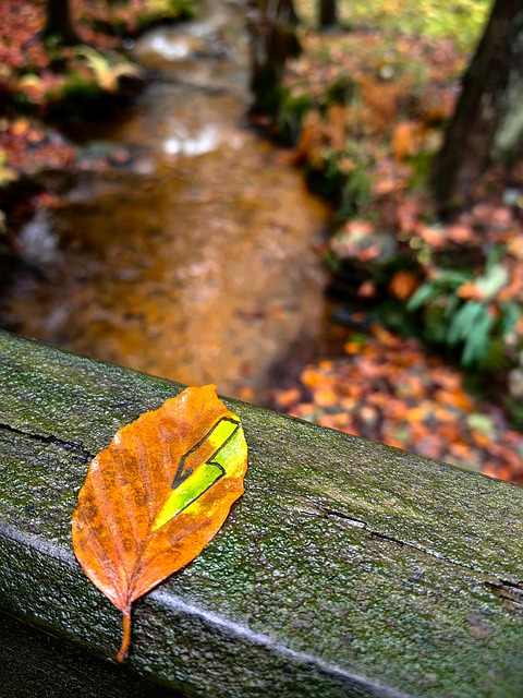 Otoño, Espada, Bosque, Marrón, Río, Agua