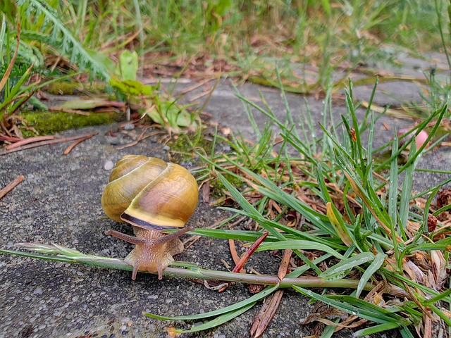 Caracol, Naturaleza, Cáscara, Animal