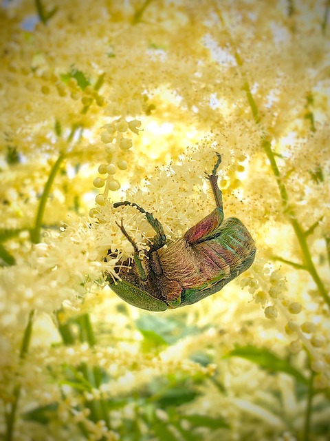 Insecto, Animal, Macro, Escarabajos