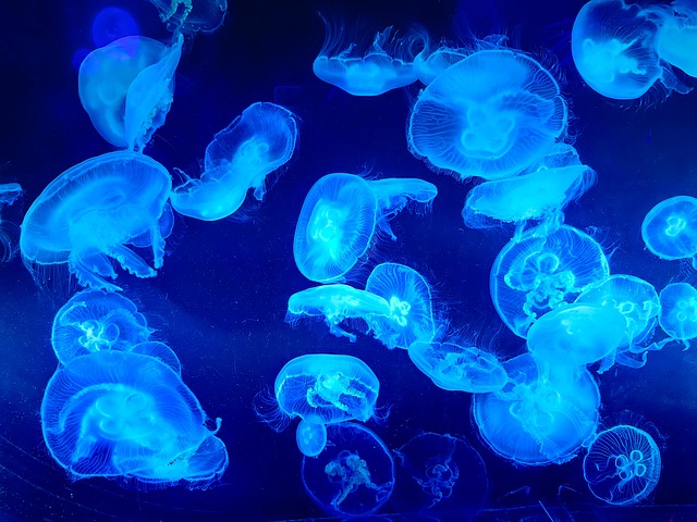 Medusa, Naturaleza, Mar, Oceano, Agua