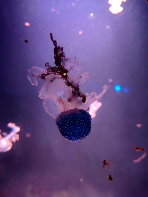 Medusa, Mar, Naturaleza, Animales