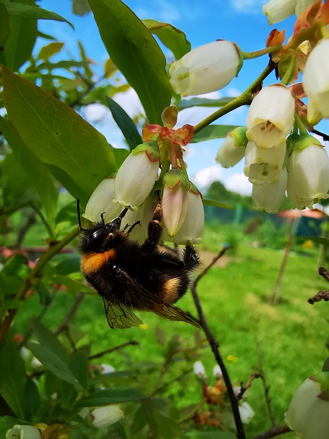Abejorro, Insecto, Naturaleza, Florecer