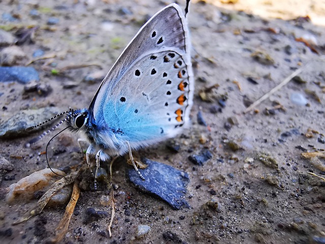 Mariposa, Naturaleza, Insecto, De Cerca