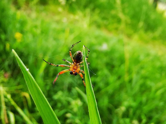 Araña, Naturaleza, Insecto, Macro