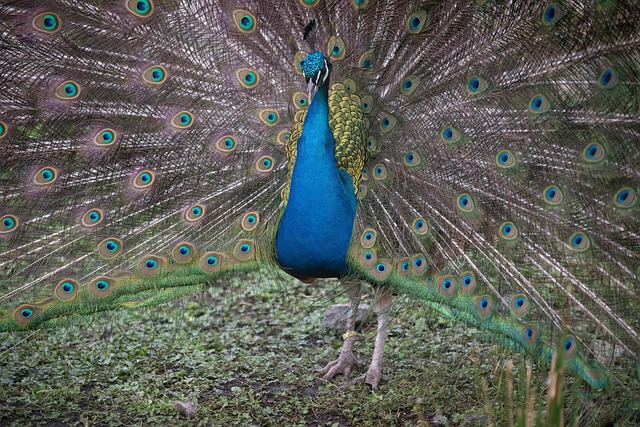 Pfau, Vogel, Natur, Tier, Bunt, Tierwelt