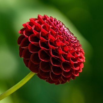 Free Dahlia Flower photo and picture