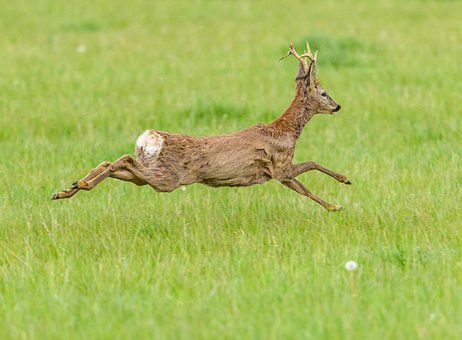Free Doe Deer photo and picture