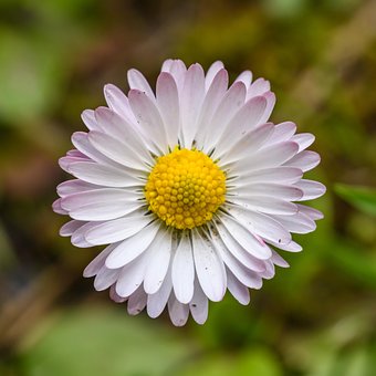 Bloem, Madeliefje, Gewone Madeliefje