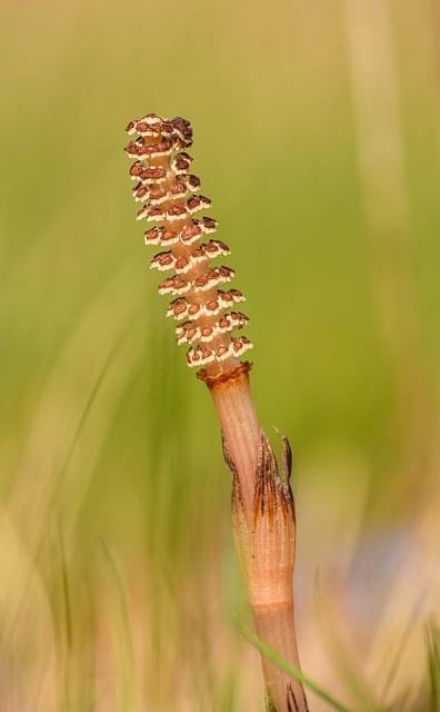 Free Horsetail Flower photo and picture