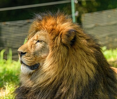 Free Lion Barbary Lion photo and picture