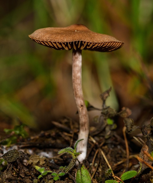 Free Mushroom Fungus photo and picture