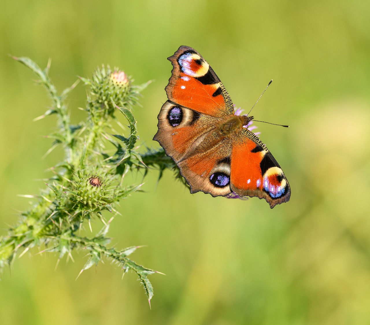 peacock-butterfly-aglais-free-photo-on-pixabay-pixabay