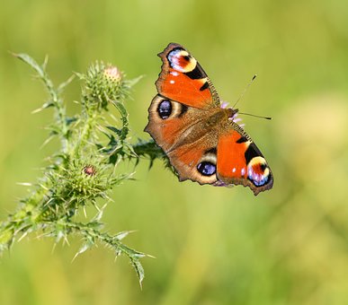 Free Peacock Butterfly Butterfly photo and picture