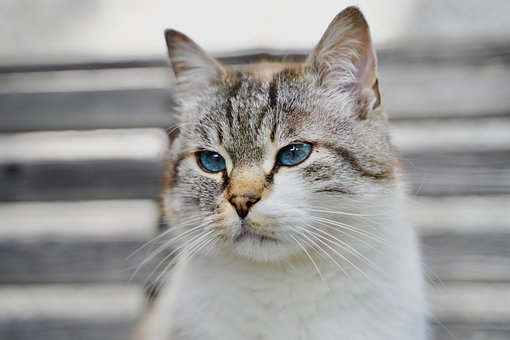 Free Cat Animal photo and picture