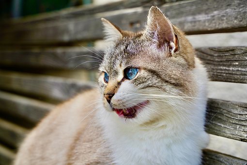 Free Cat Animal photo and picture