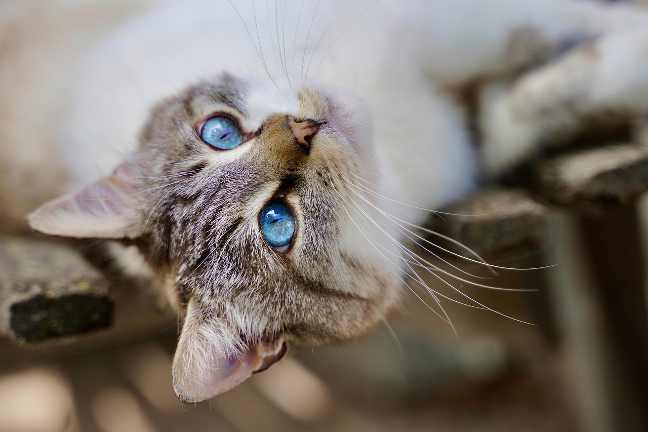 Cat animal feline free photo on pixabay pixabay