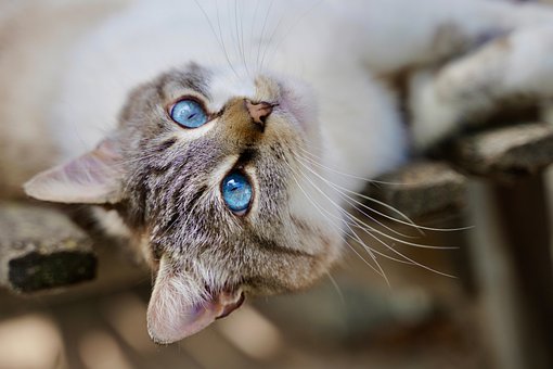 Free Cat Animal photo and picture
