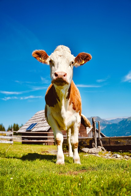 Free Cow Nature photo and picture