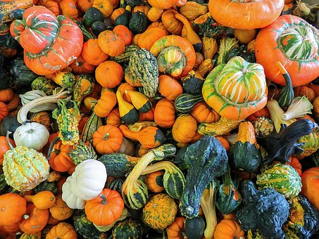 Free Squash Gourd photo and picture