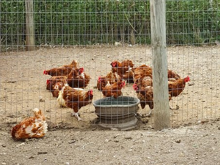 Free Chickens Birds photo and picture
