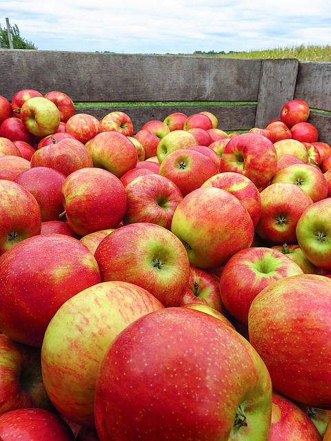 Free Apples Fruit photo and picture