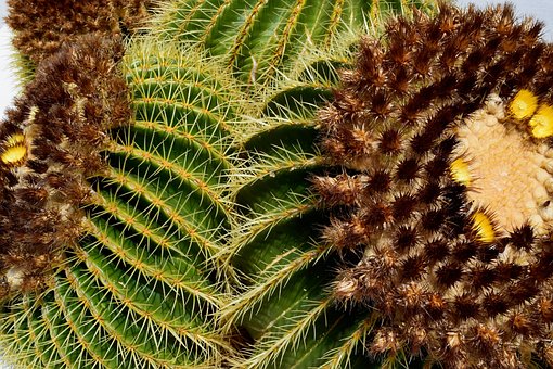 Free Cactus Nature photo and picture