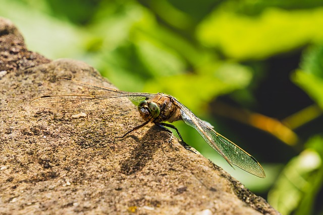 6,000+ Free Dragonfly & Insect Photos - Pixabay