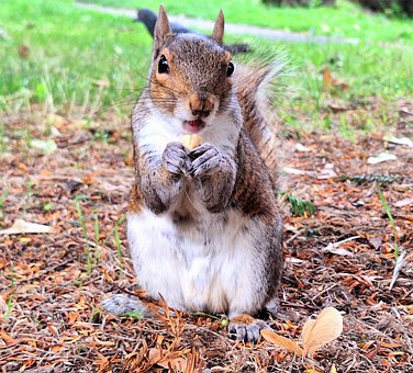Free Grey Squirrel Squirrel photo and picture