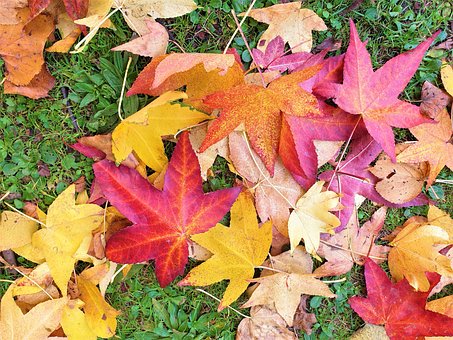Free Leaves Colourful Leaves photo and picture
