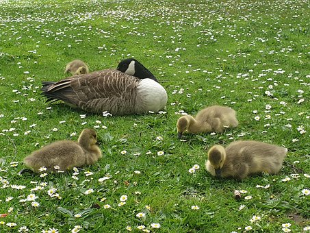Free Canada Geese Canada Gosling photo and picture