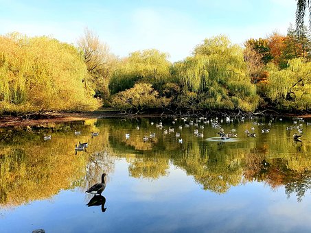 Free Nature Pond photo and picture