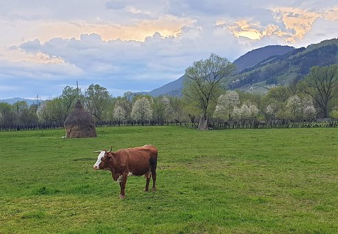 Free Nature Cow photo and picture