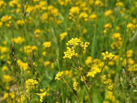Free Nature Flowers photo and picture