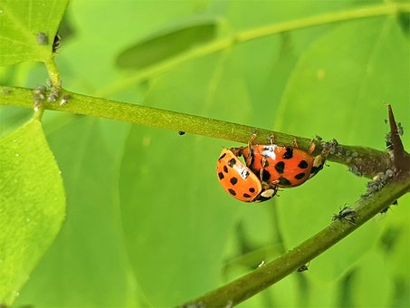 Free Nature Ladybirds photo and picture