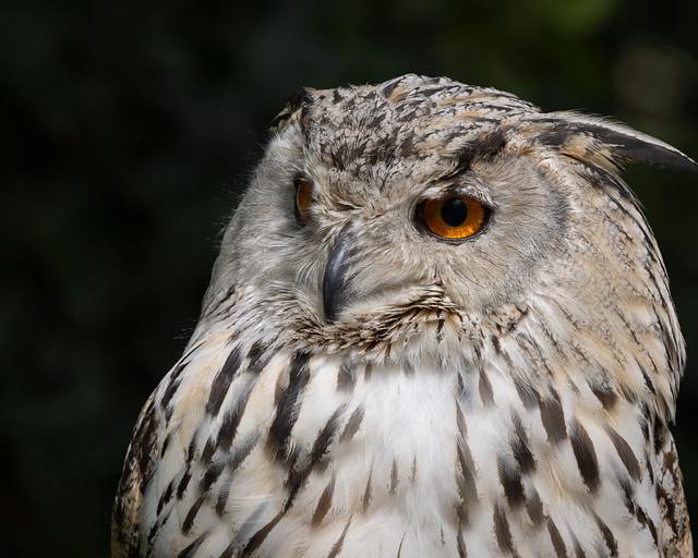 Free owl bird bird of prey illustration
